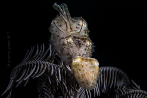 Small Cuttlefish with Crinoid by Wayne Jones 